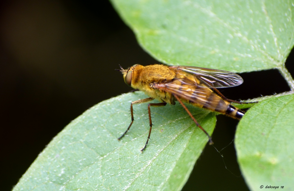 Gewone viltvlieg - Geleedpotigen - 