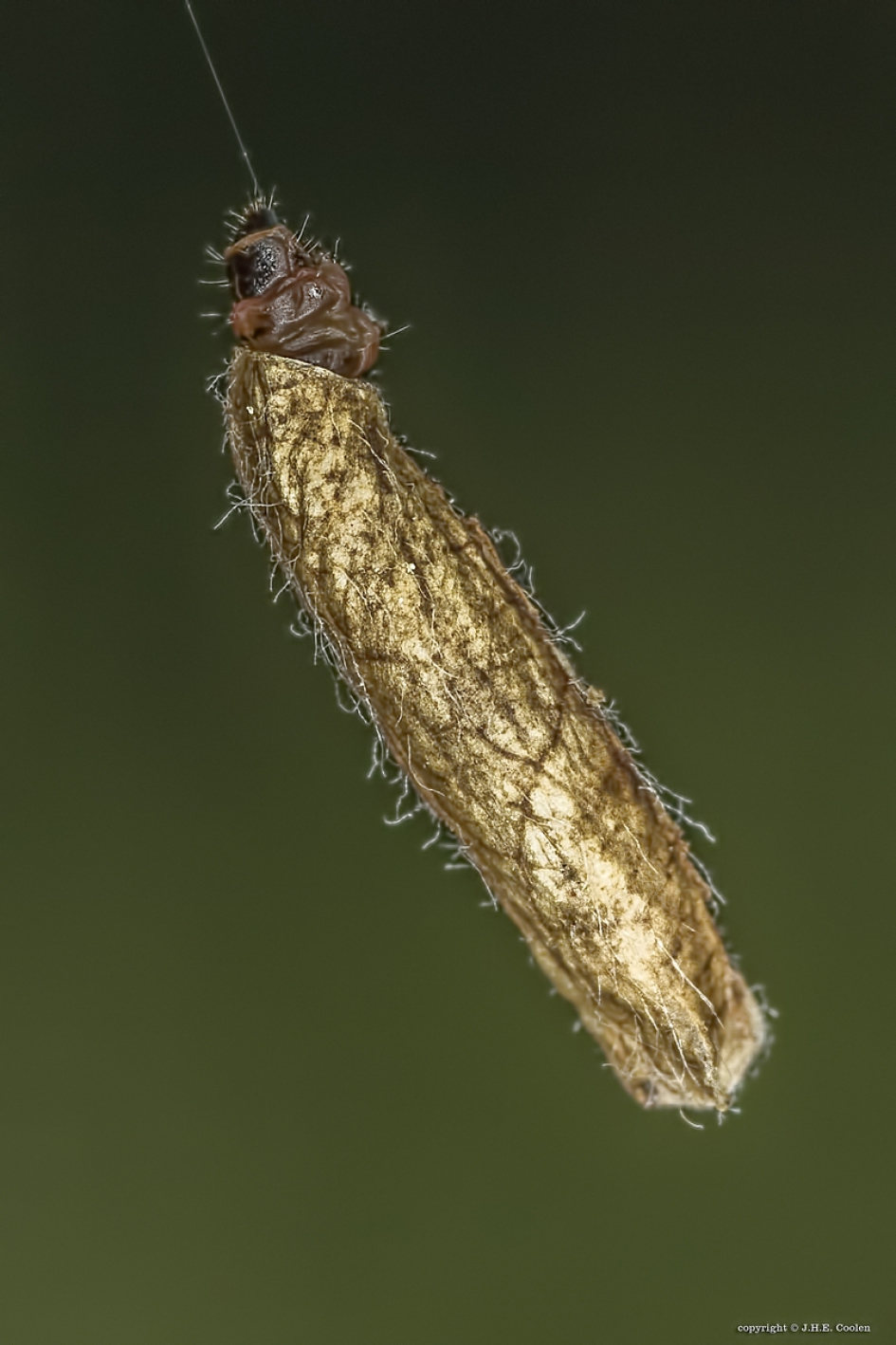 Gewone zakdrager - Geleedpotigen - Gewone zakdrager