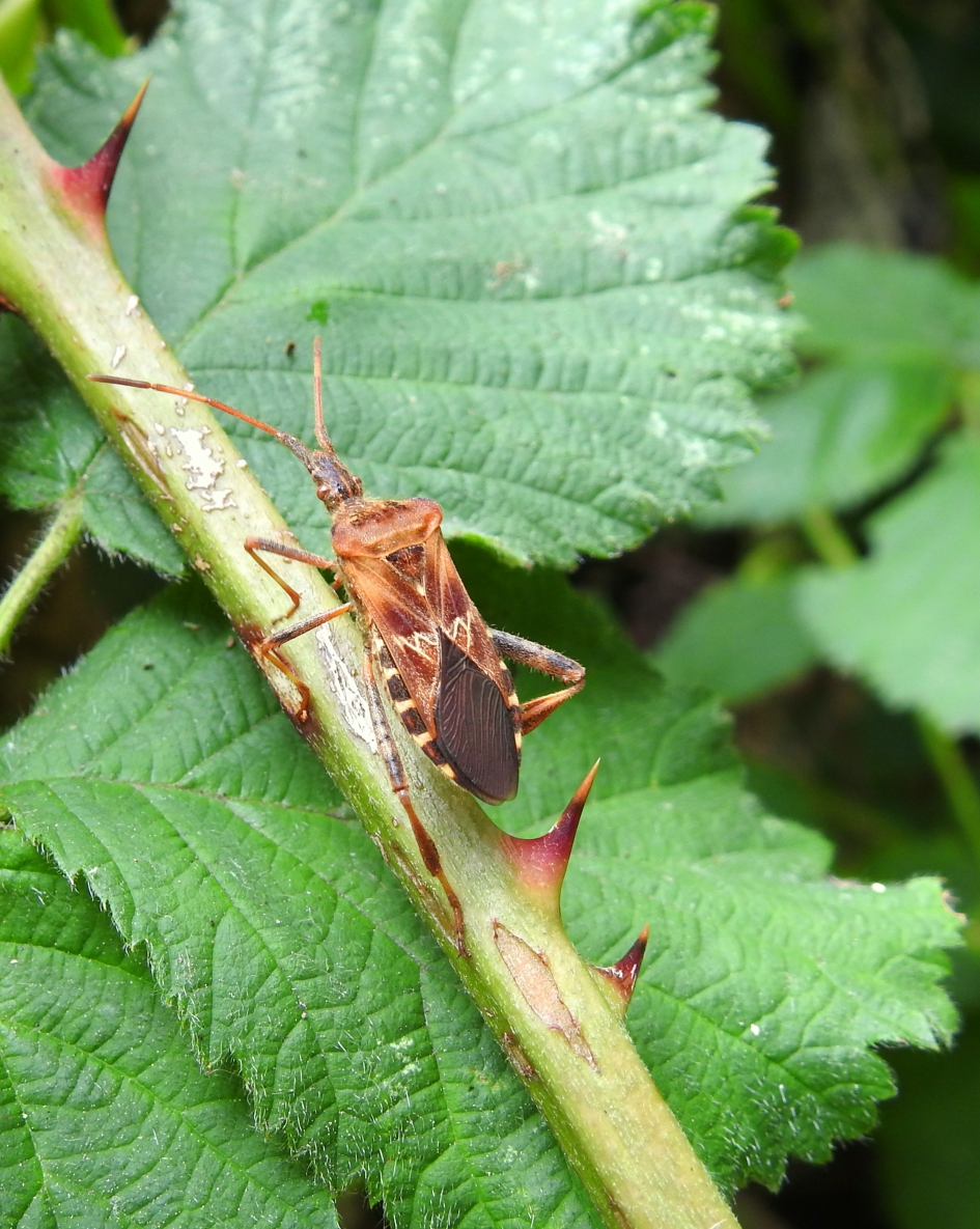 Globetrotter - Geleedpotigen - Bladpootwants