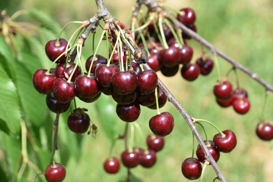 Goed kersenjaar - Planten - 