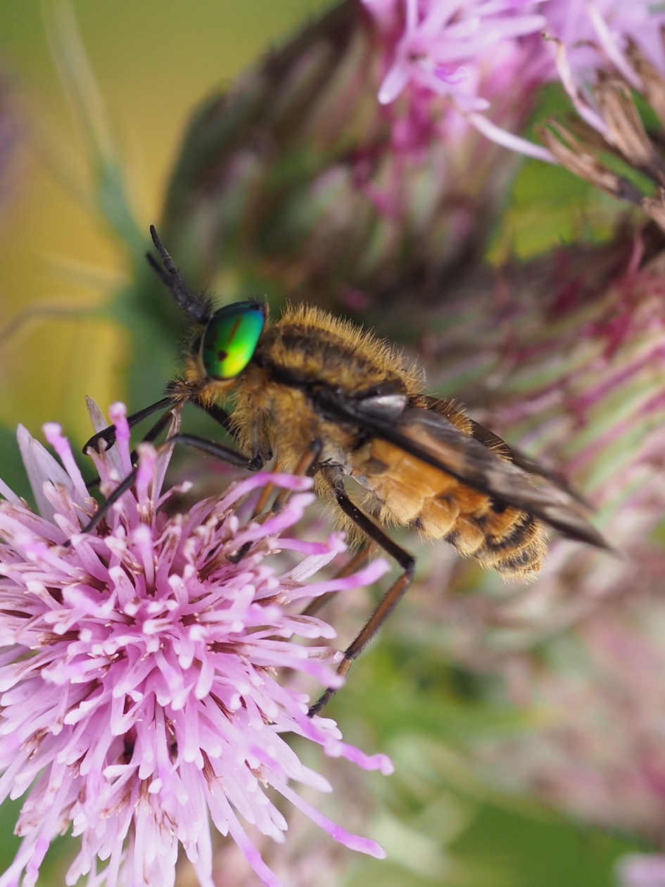 Goudoogdaas - Geleedpotigen - Goudoogdaas