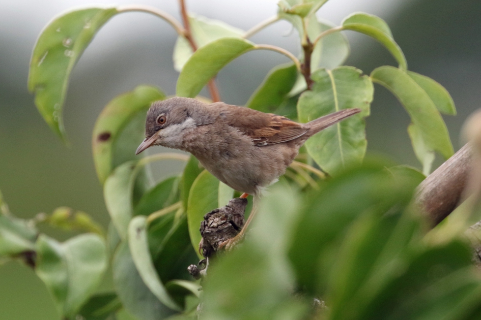 Grasmus (1) - Vogels - 