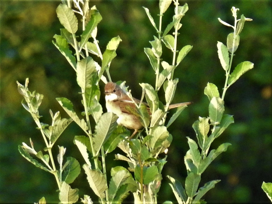 grasmus - Vogels - Grasmus