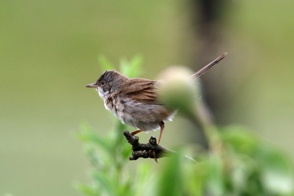 Grasmusje (2) - Vogels - 