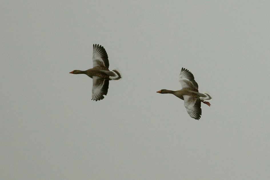 grauwe ganzen - Vogels - 