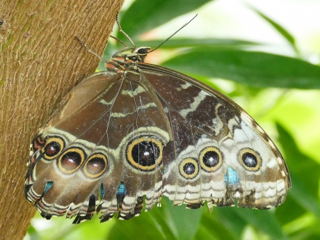 Grijze Hamadryasvlinder