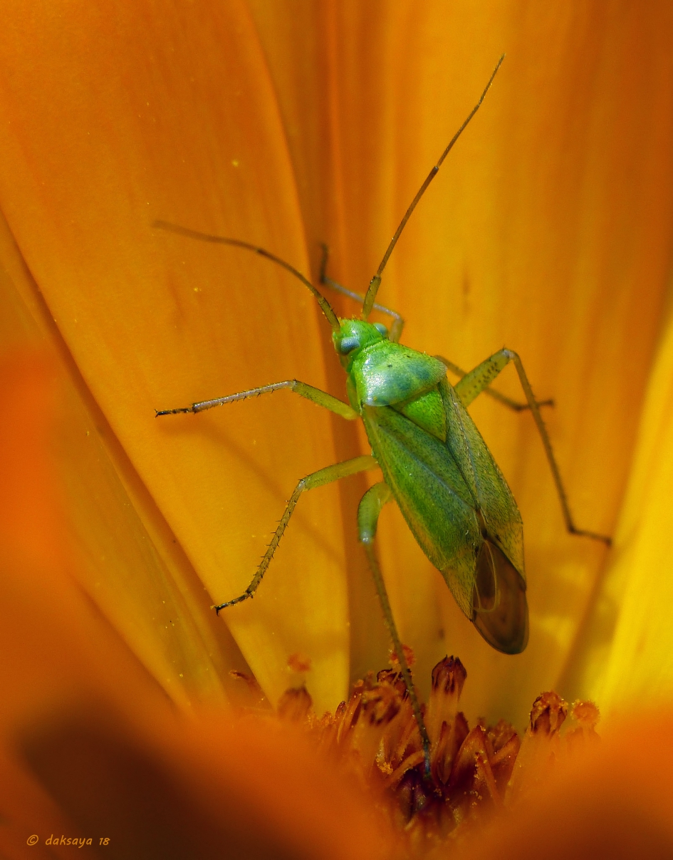 Groene blindwants - Geleedpotigen - Groene blindwants