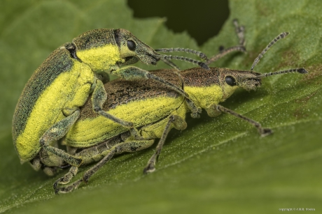 Groene distelsnuitkever(s)