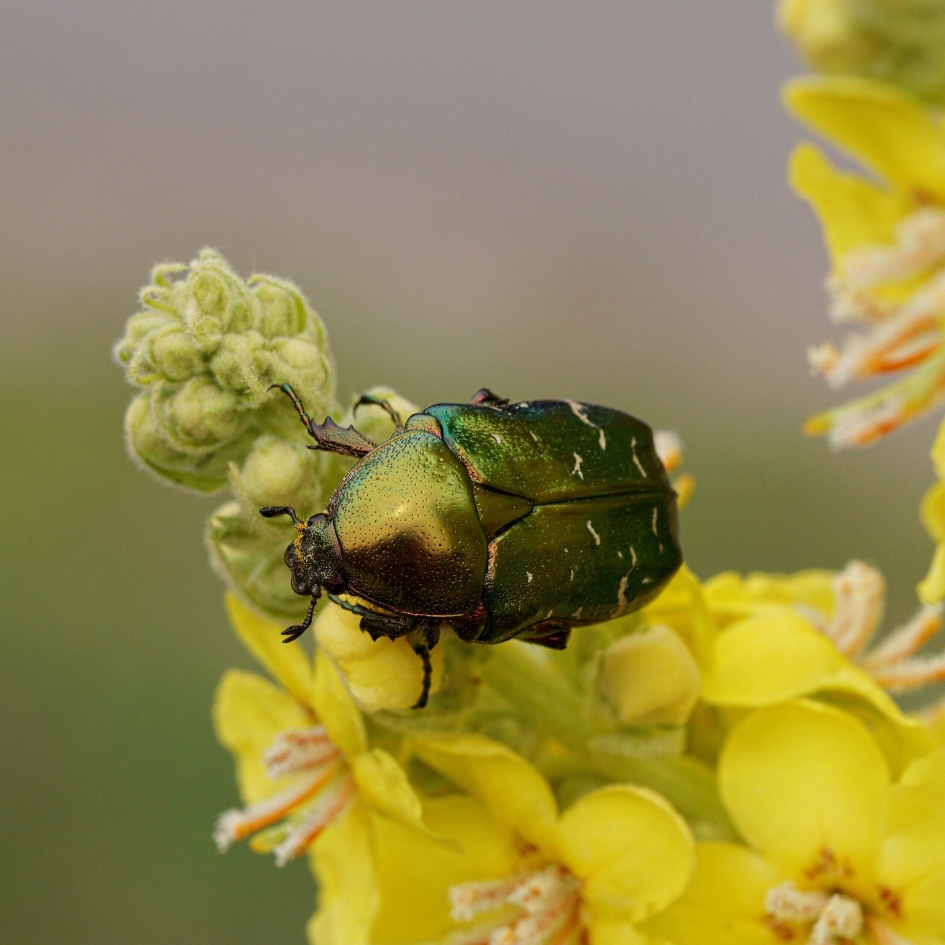 Gouden tor - Geleedpotigen - Gouden tor