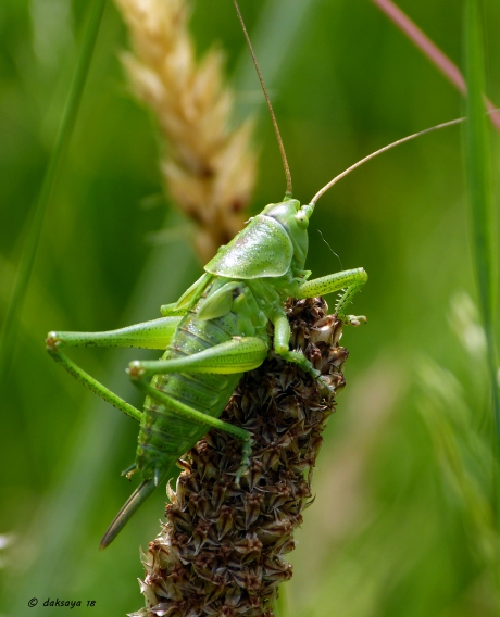 Groene sabelsprinkhaan