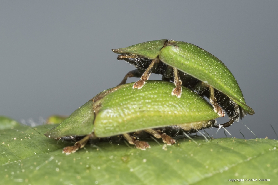 Groene schildpadkever - Geleedpotigen - Groene schildpadkever