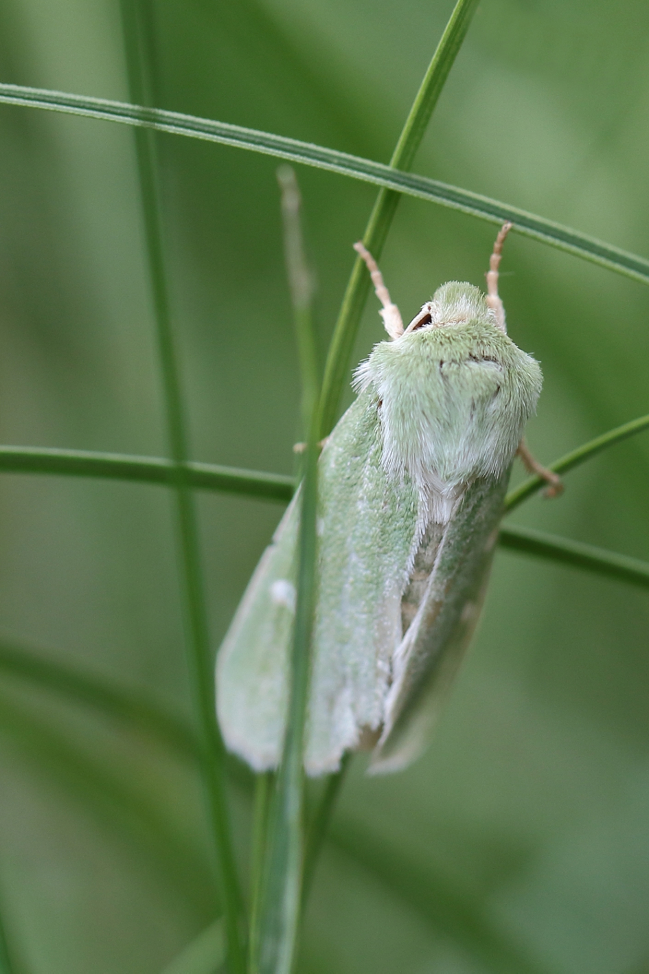groene weide-uil - Geleedpotigen - 