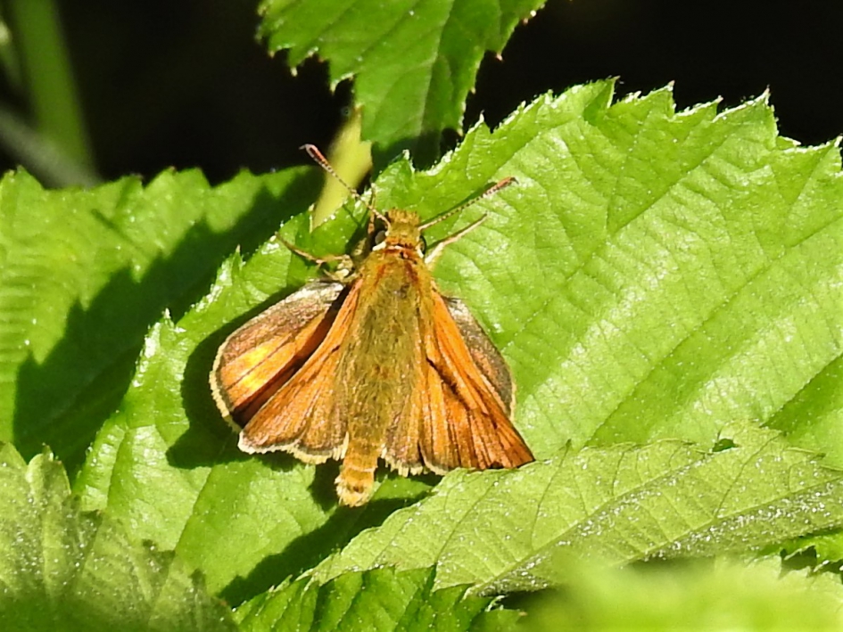 Groot Dikkopje - Geleedpotigen - Groot Dikkopje