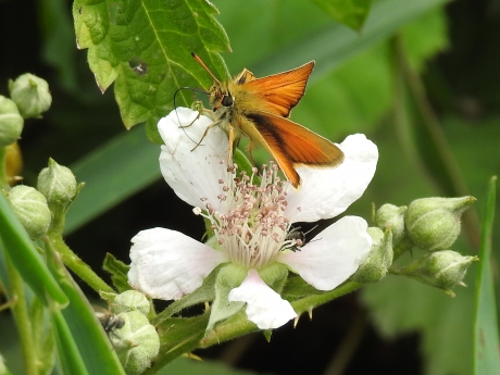 Groot Dikkopje op bloem