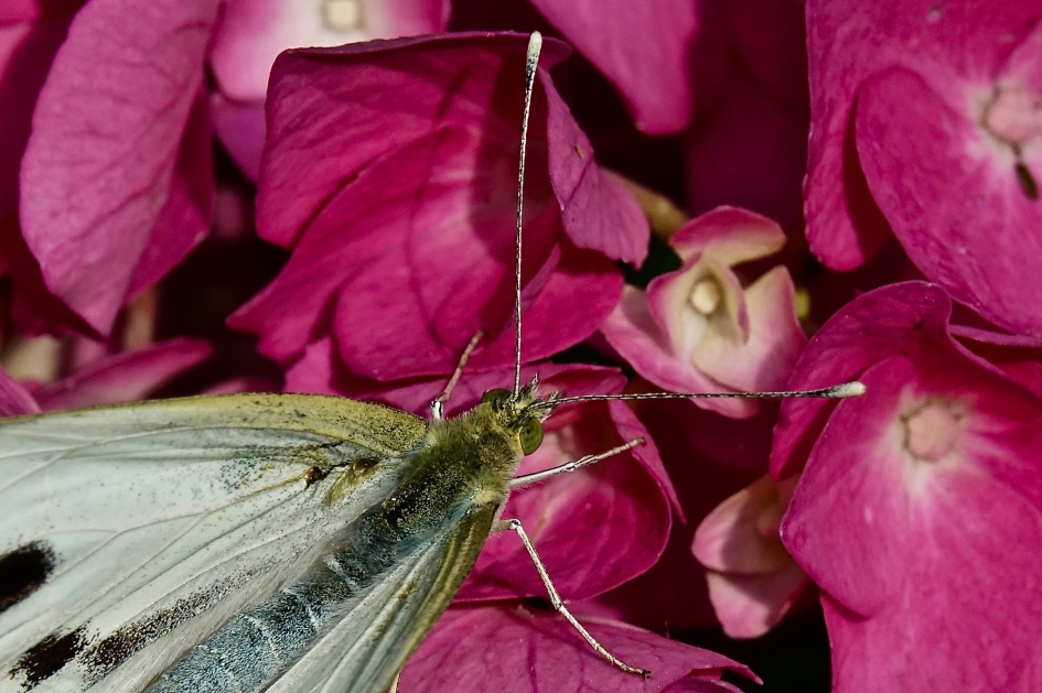 Groot koolwitje - Geleedpotigen - Groot koolwitje