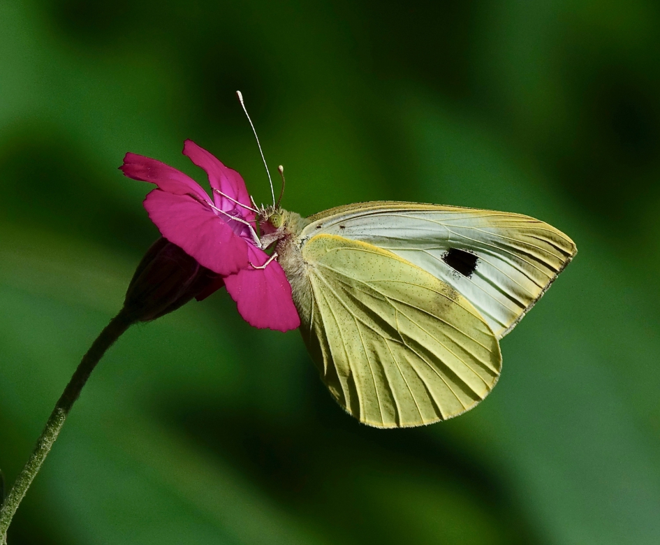 Groot koolwitje - Geleedpotigen - Groot koolwitje