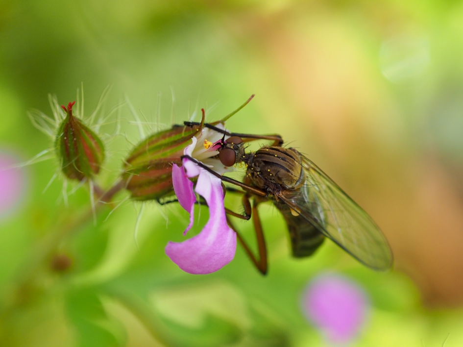 Grootogig - Geleedpotigen - Grote dansvlieg