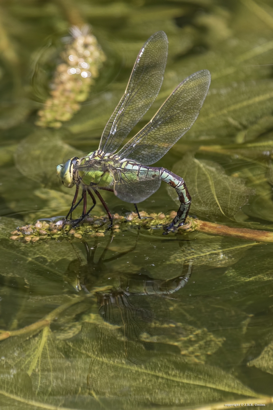 Grote keizerlibel - Geleedpotigen - Grote keizerlibel