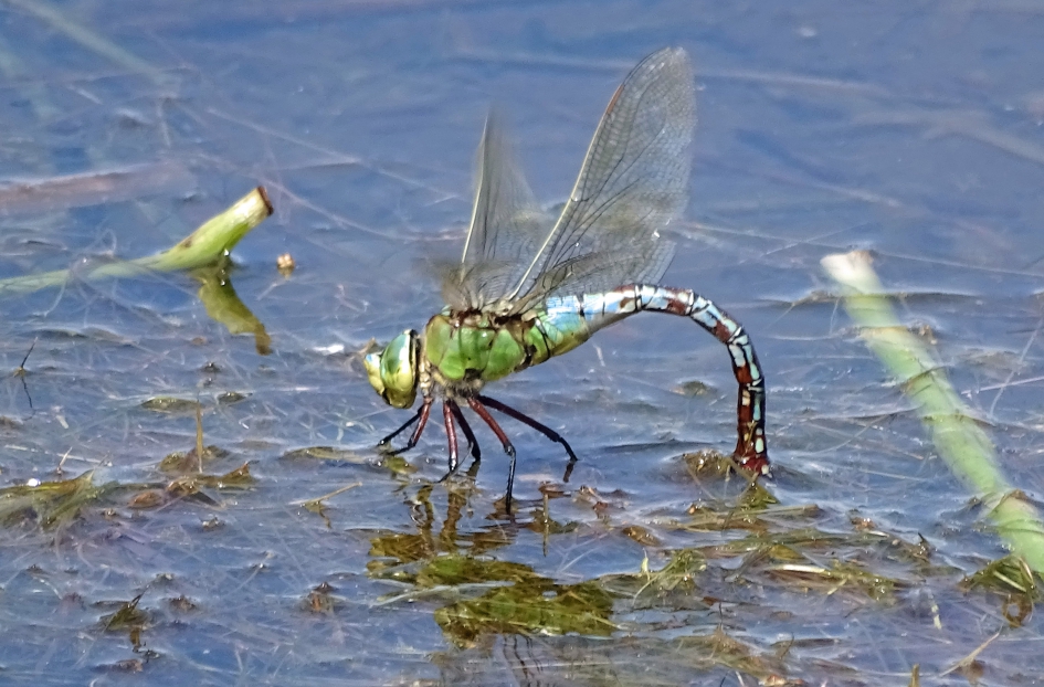 Grote keizerlibel. - Geleedpotigen - Grote keizerlibel.