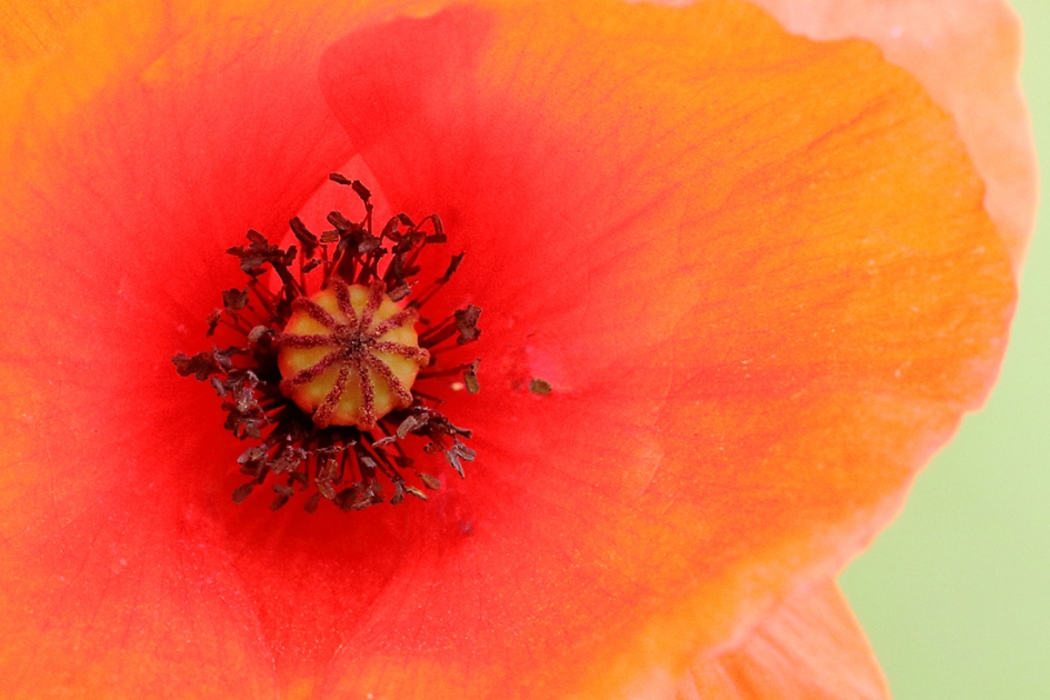 grote klaproos - Planten - 