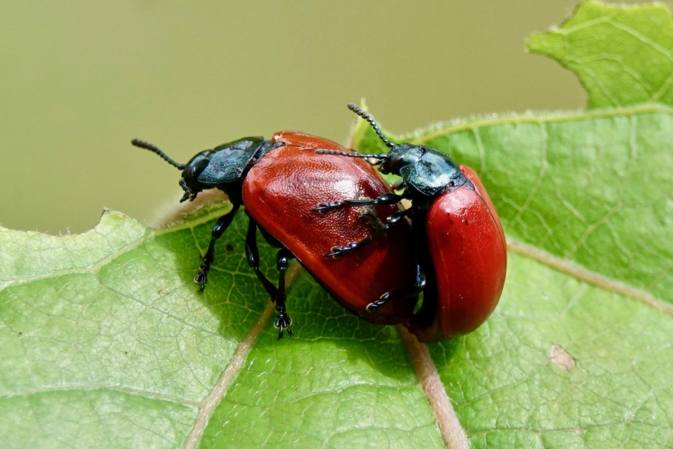Grote populierenhaan - Geleedpotigen - Grote populierenhaan