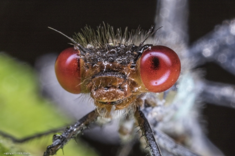 Grote Roodoogjuffer (Erythromma najas)