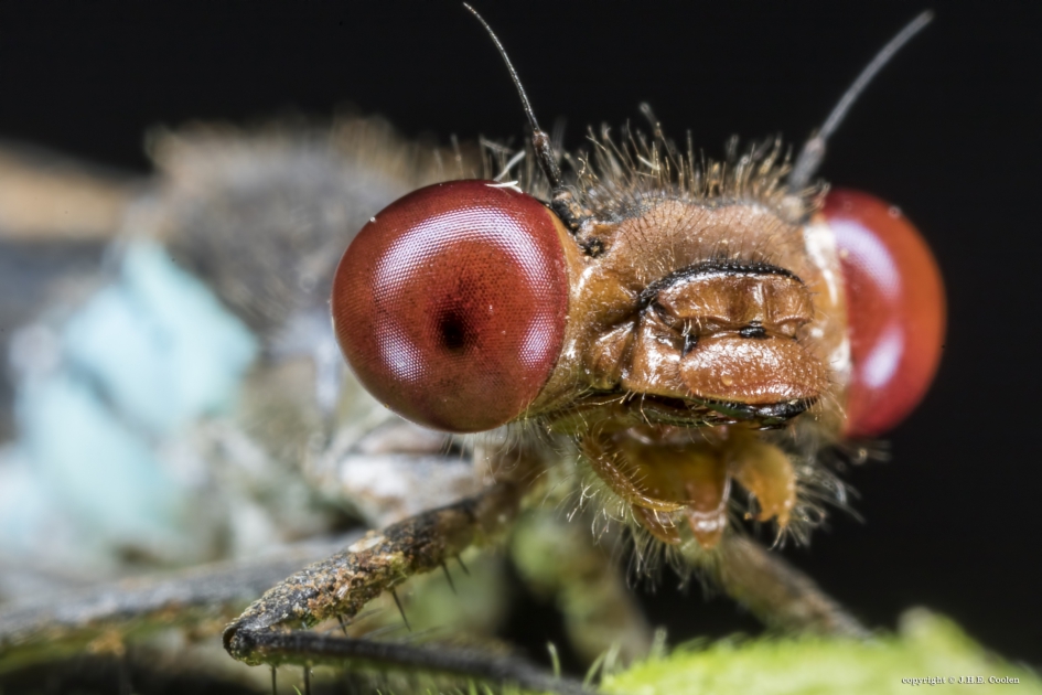Grote Roodoogjuffer (man) - Geleedpotigen - Grote Roodoogjuffer