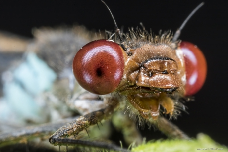 Grote Roodoogjuffer (man)