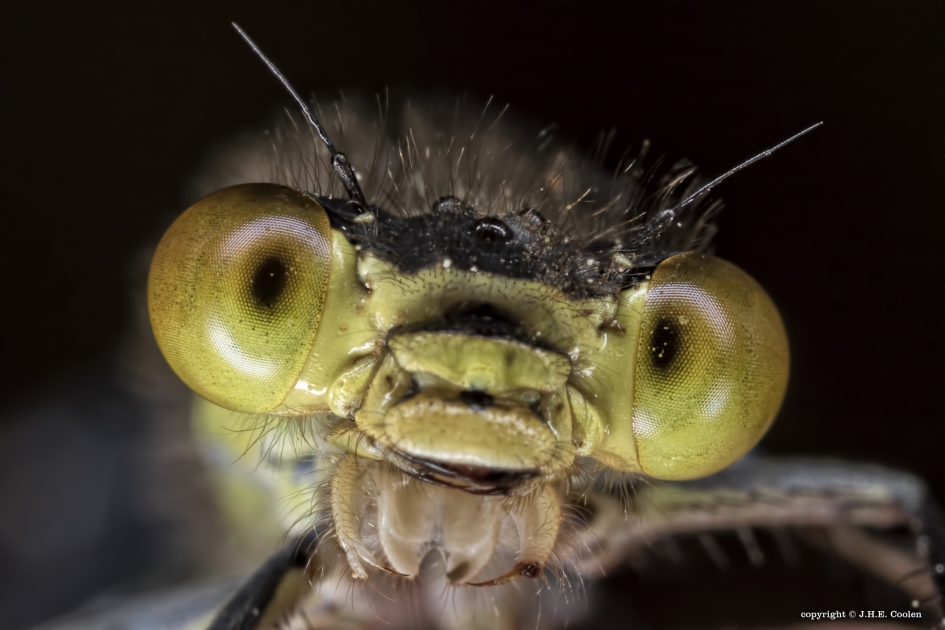 Grote Roodoogjuffer (vr) - Geleedpotigen - Grote Roodoogjuffer