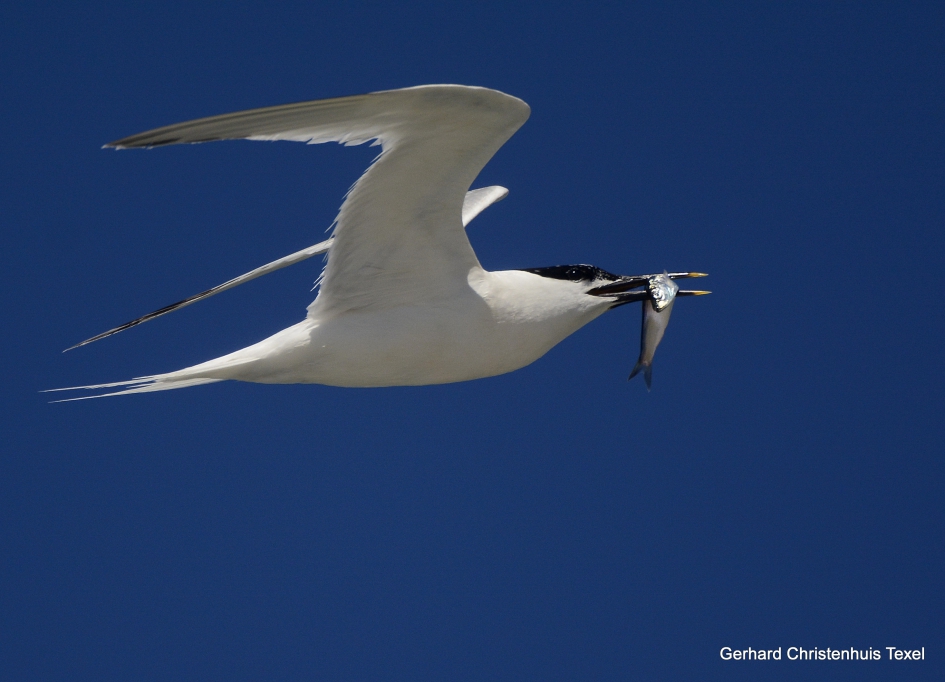 Grote Stern  met Visje foeragerend  op  Noordzee Texel - Vogels - Grote Stern