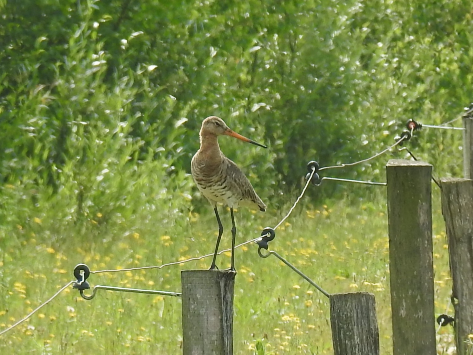Grutto - Vogels - Grutto