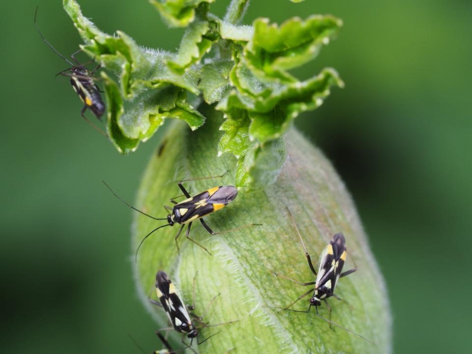 Grypocoris stysi - Geleedpotigen - .....