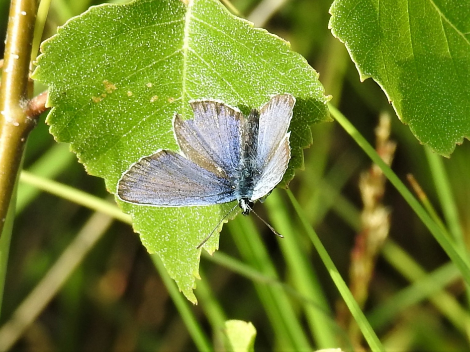 Heideblauwtje - Geleedpotigen - Heideblauwtje