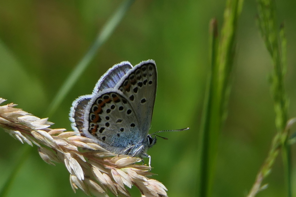 Heideblauwtje - Geleedpotigen - Heideblauwtje