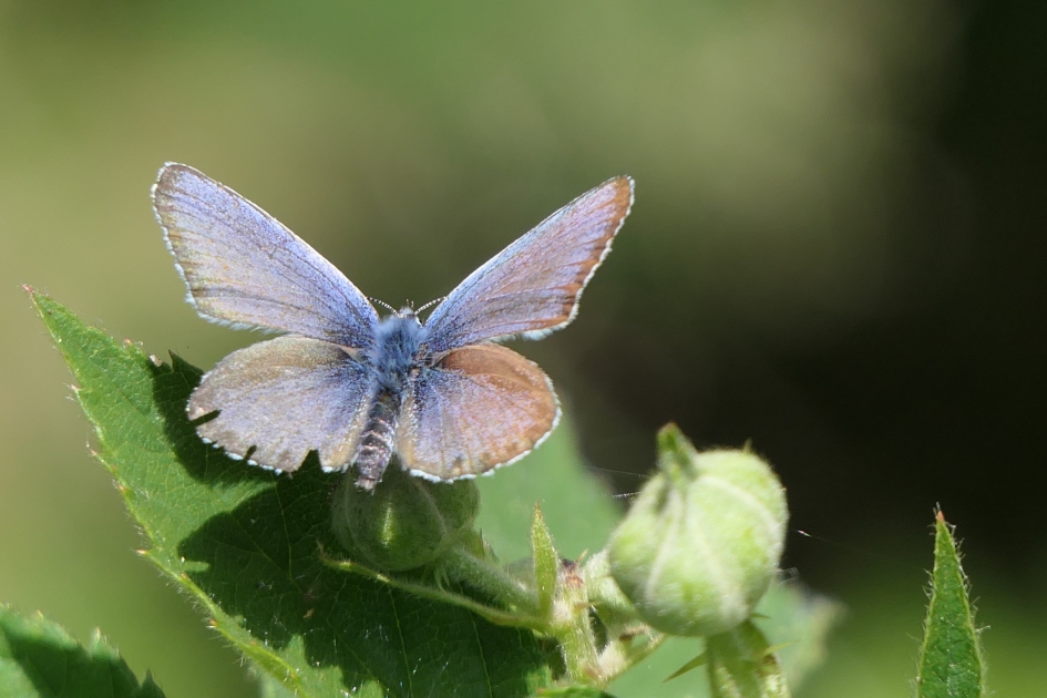Heideblauwtje - Geleedpotigen - Heideblauwtje