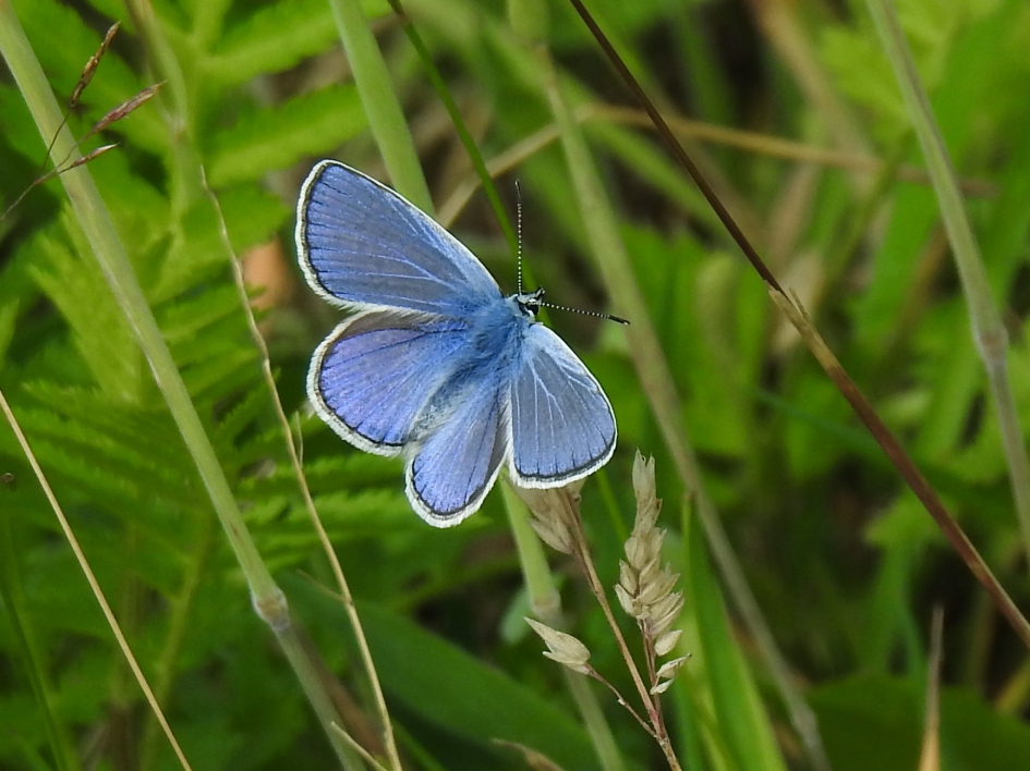 Heideblauwtje man - Geleedpotigen - Heideblauwtje