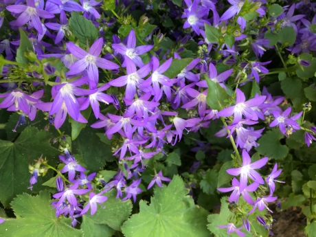 Klokjesbloem, Campanula