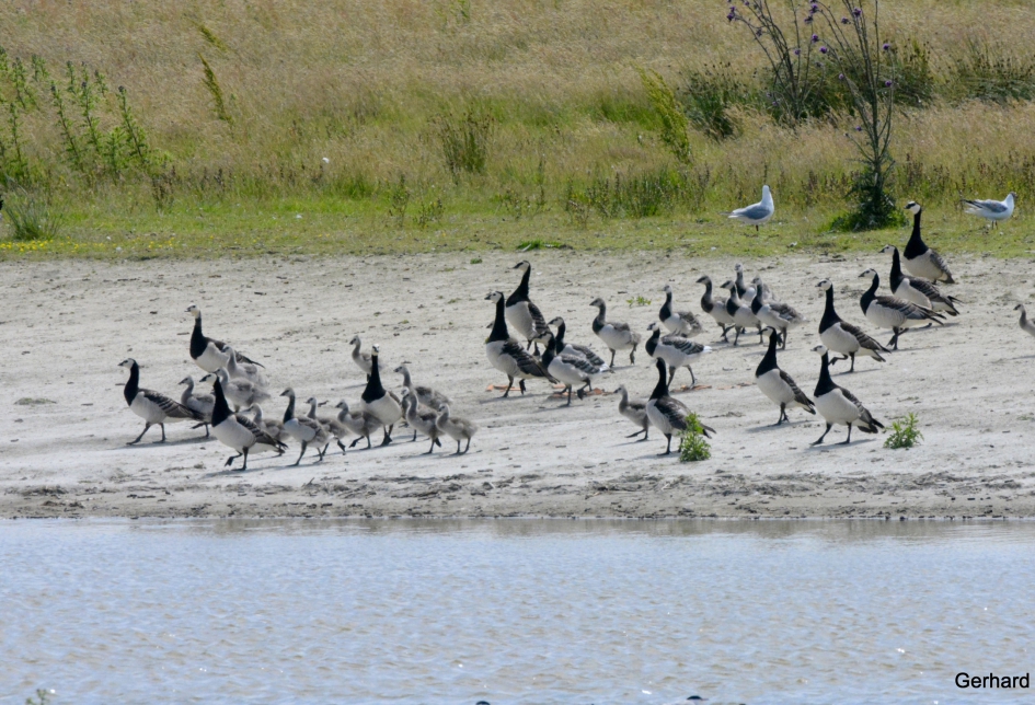 Hele familie's Brandganzen - Vogels - Brandganzen