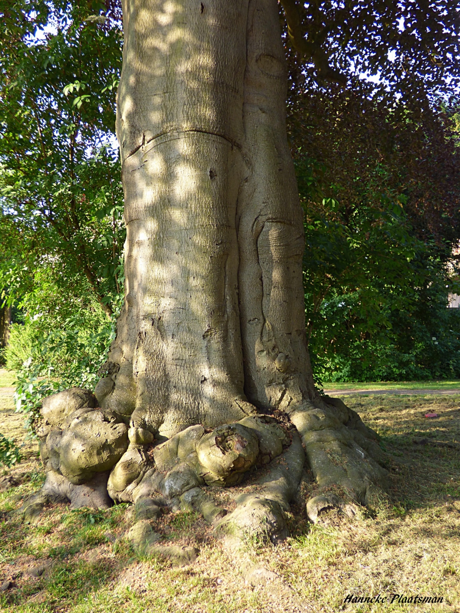 Hele stoere stam van een prachtige oude beuk - Planten - Rode beuk