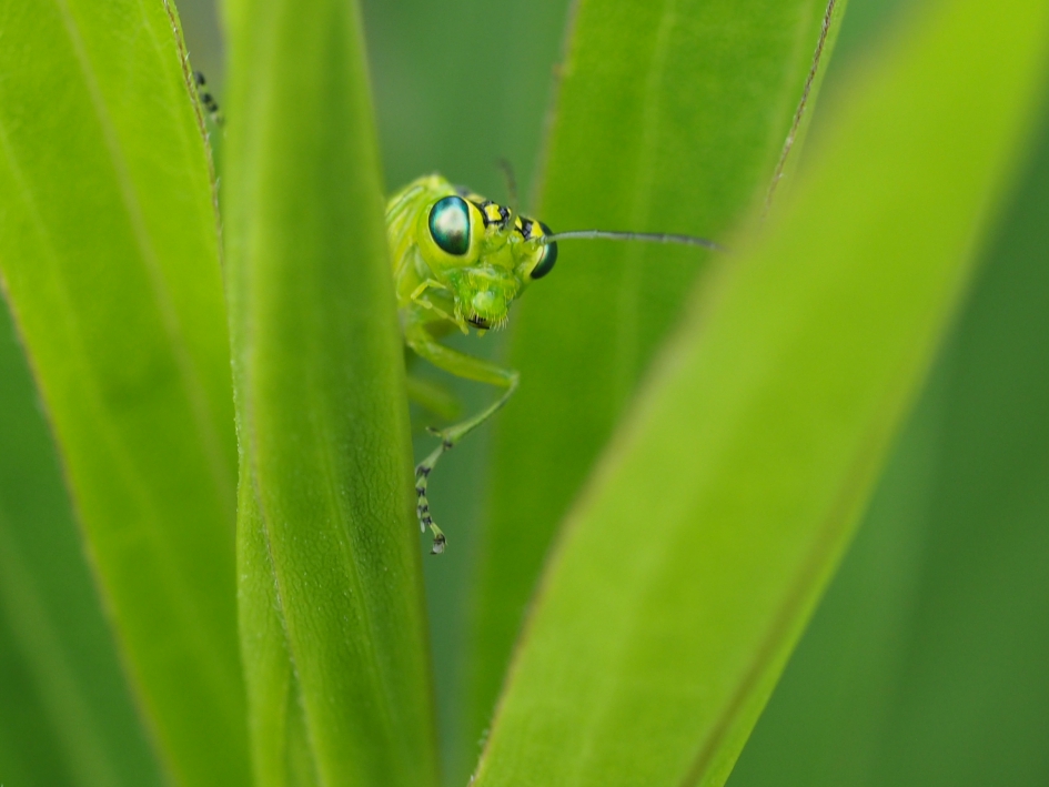 Here I am - Geleedpotigen - Groene bladwesp