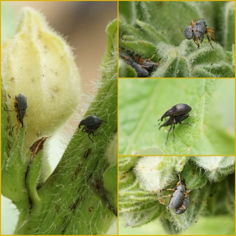 Het is druk op de stokroos!