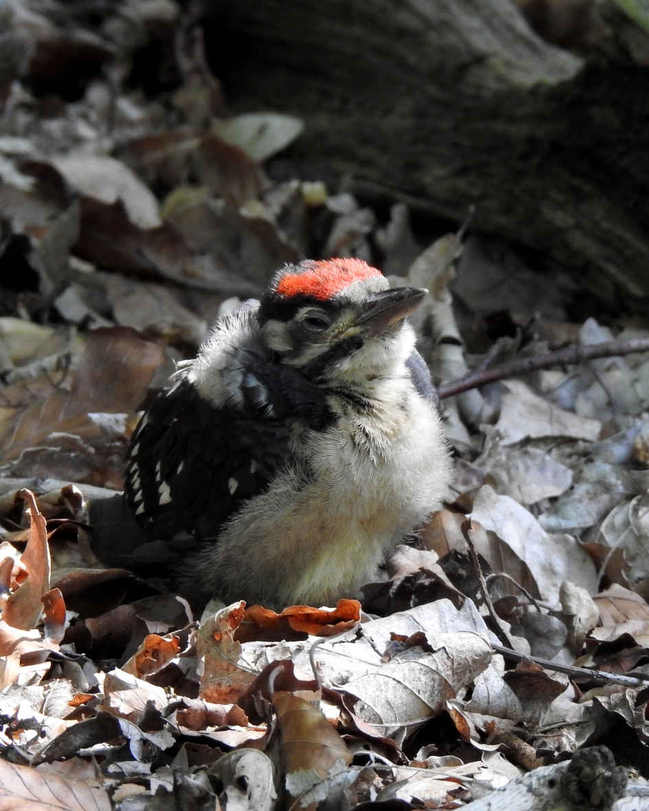 Het is een jongen! - Vogels - Grote bonte specht