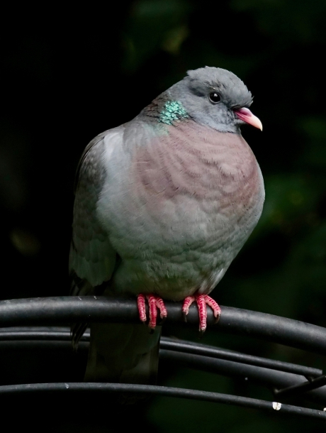 Holenduif, schuw en voorzichtig