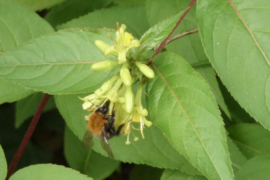 Hommel - Geleedpotigen - 