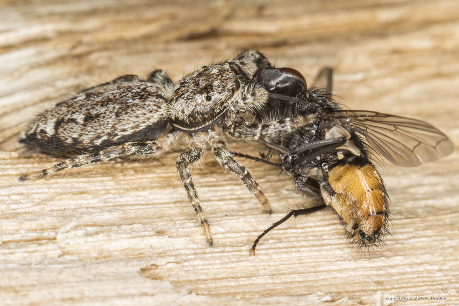 Honger - Geleedpotigen - Schorsmarpissa
