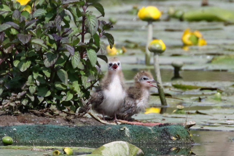 Hongerige Zwarte sterntjes - Vogels - 