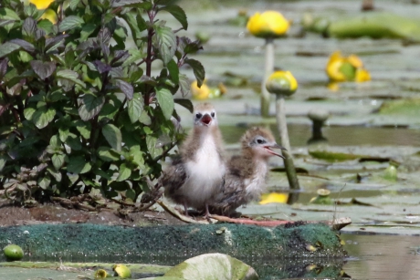 Hongerige Zwarte sterntjes