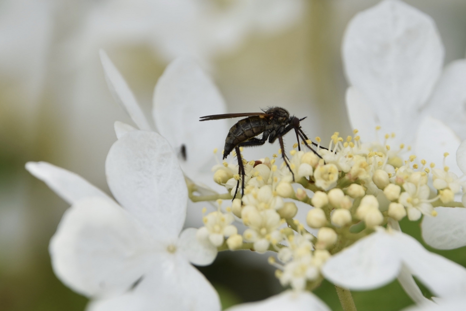 Hoog bezoek - Geleedpotigen - 