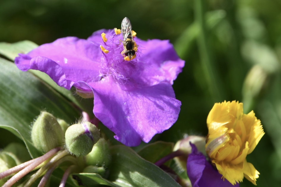 Hoog bezoek - Geleedpotigen - 