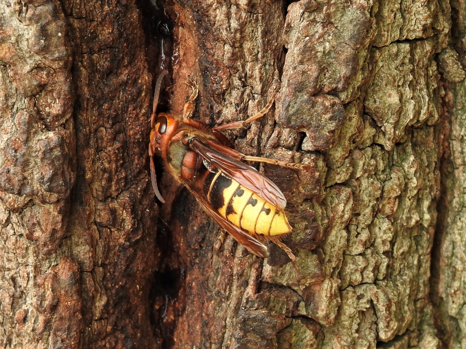 Hoornaar - Geleedpotigen - Hoornaar